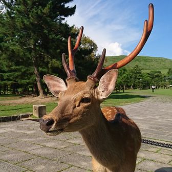 しかばね（過去日記編集中）