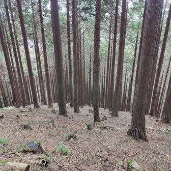 これは頂上の稜線が見えて来て、また下を写してみた所。

もう高すぎて下が見えない😅

ヤマップの地図にここに上から来た人が下りる道が分からないと報告されてますが、私も初見だったらここにつづら折りの道がある事は上からは分からないなと思いました。

特に、頂上付近は、道が無くなるんですよね。逆に、何処を通っても良いとは言えるのですが。