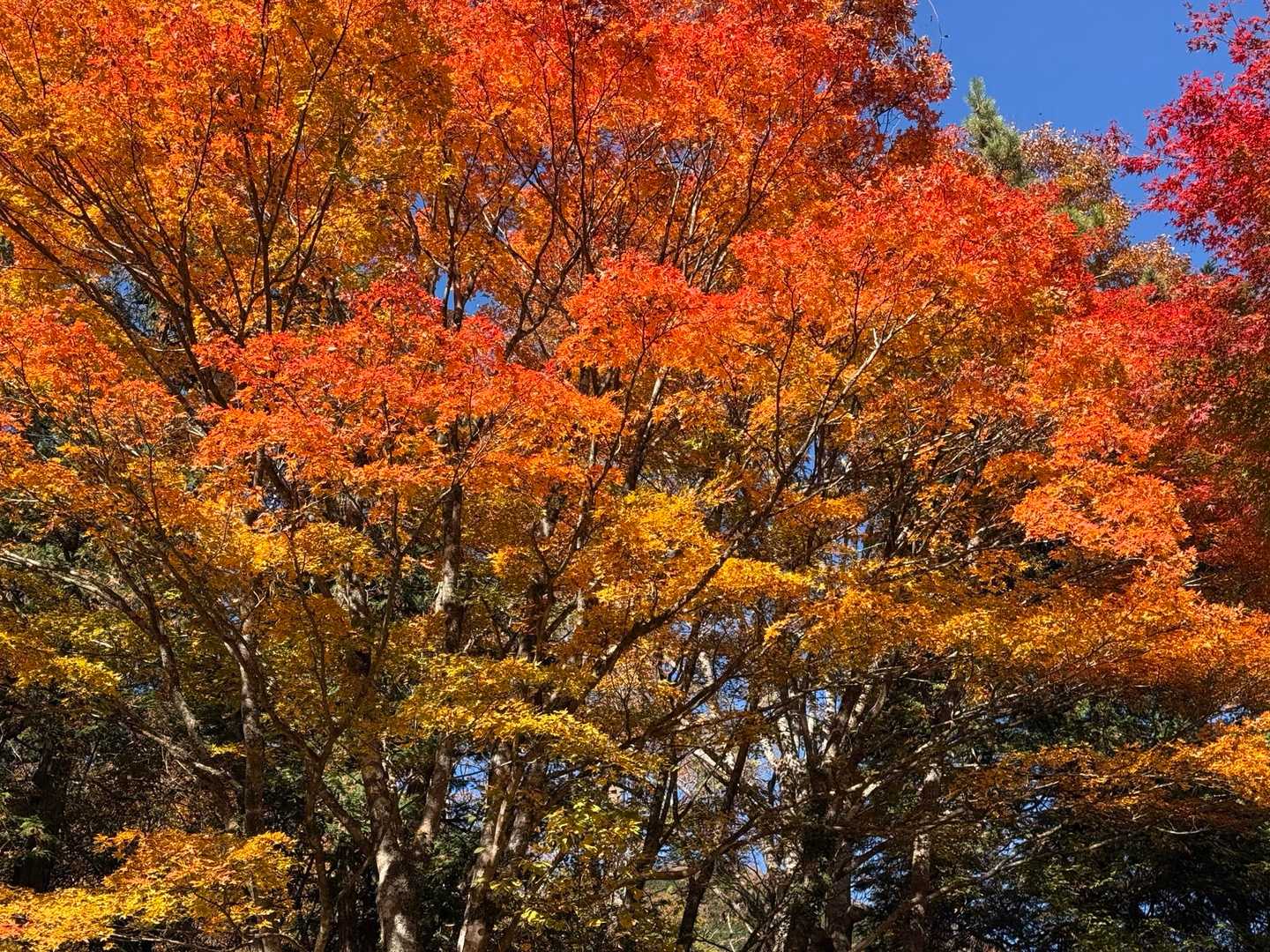 金時神社入口バス停-金時山-長尾山-乙女峠 周回コースの写真