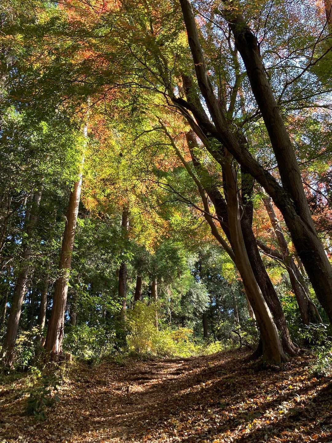 こんな素敵な道、歩けて幸せ〜🎶