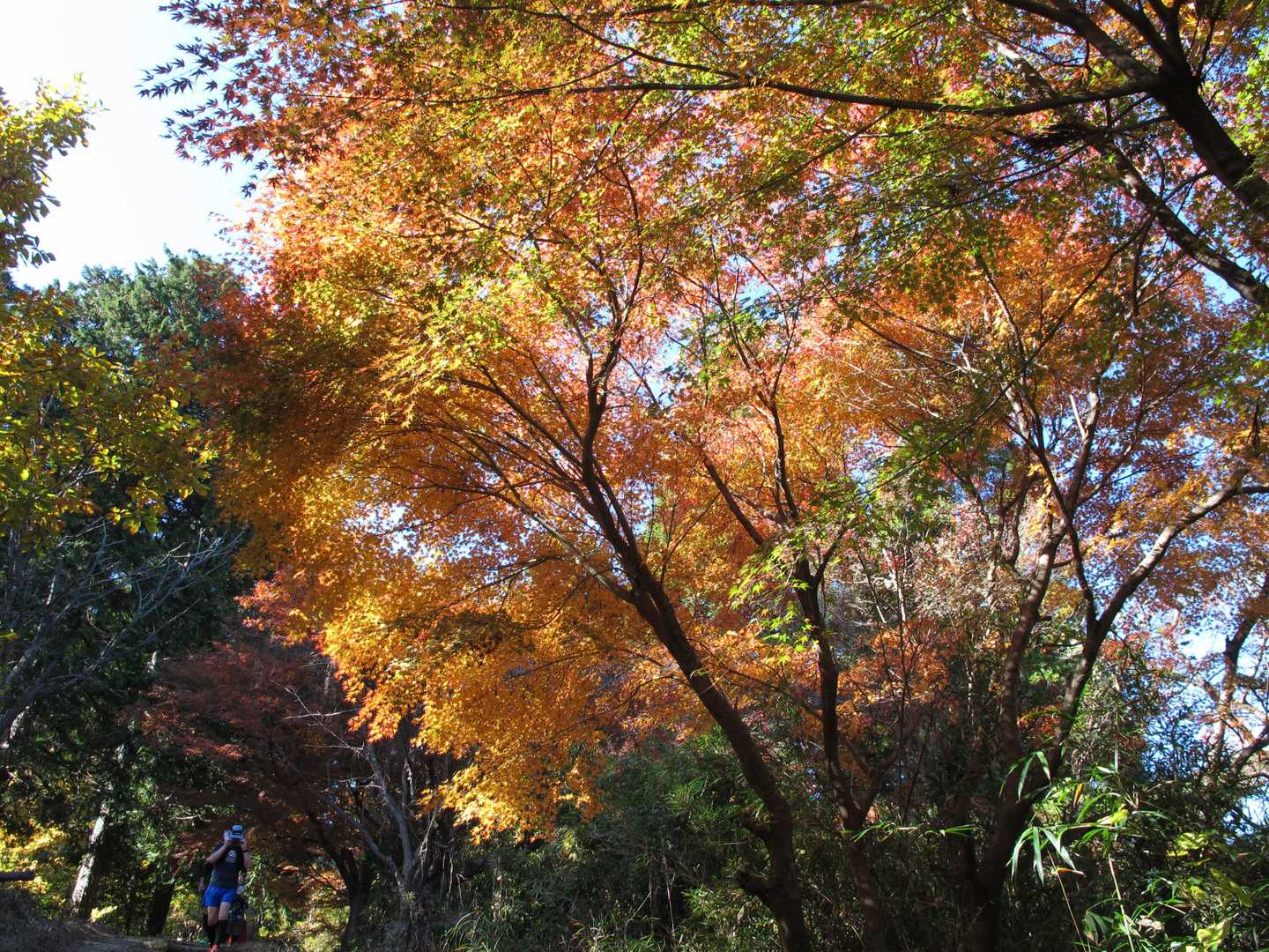高尾山-城山(小仏城山) 縦走コースの写真