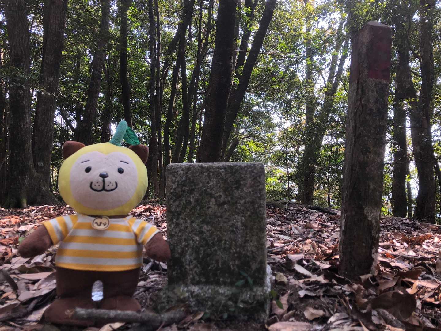 ひぃ「はあ……やっと着いた……。」

高平山三等三角点と、おなじみ山本夫妻の赤白標柱と合わせて記念撮影です。