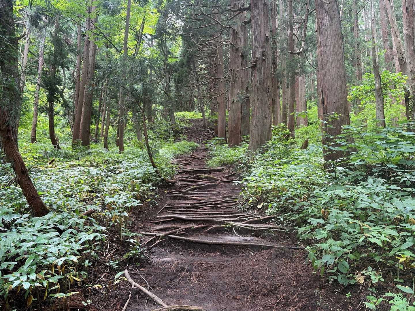 いい感じの登山道