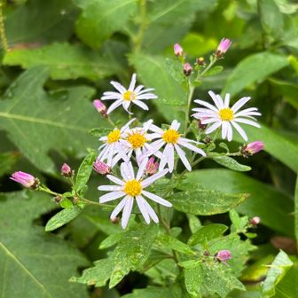ノコンギク(野紺菊)