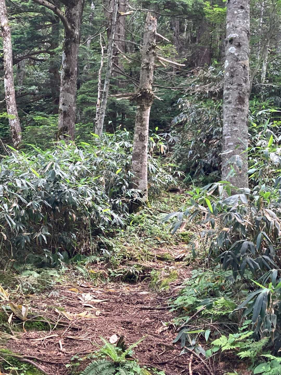 そして、ここから⛰️🥾始まり〜
山頂まで、このように🌱刈り込まれ
ありがたーーい🙇‍♀️

トンボがたくさんで虫は居ない🎶
トンボにも感謝😃