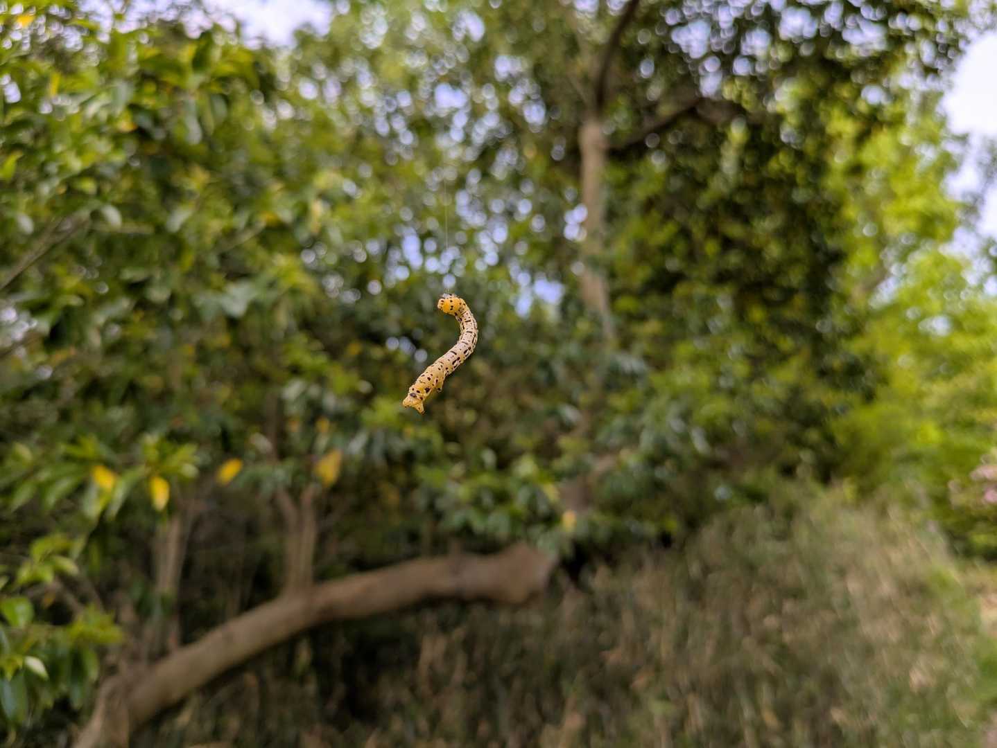 昆虫の季節到来🐛①