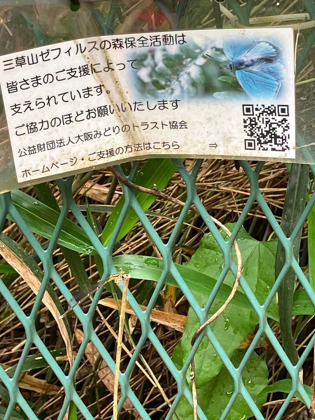 【イトトンボ】