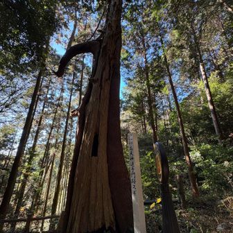 追手門跡のスギの木🌲
古い木と新しい木が融合（？）していて、長い歴史を感じられます‥