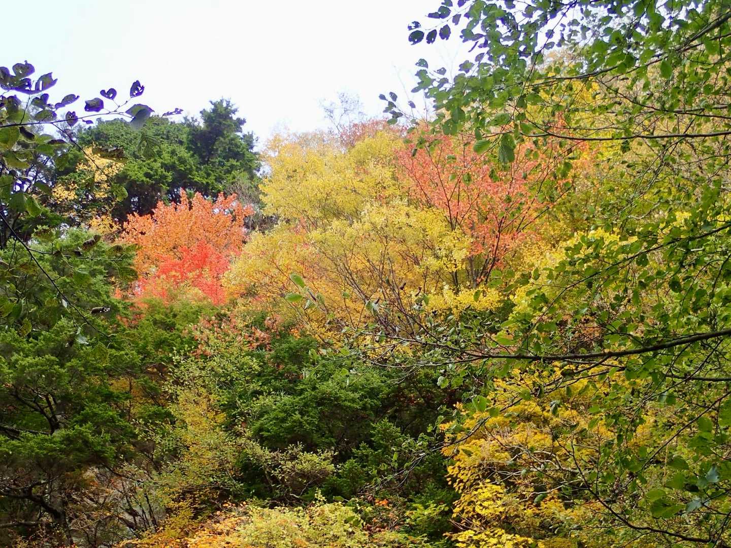 紅葉狩り
by 写ココロ無しの、のらさん
vs