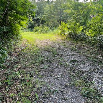 下りの登山道はこんな感じの道がしばらく続く