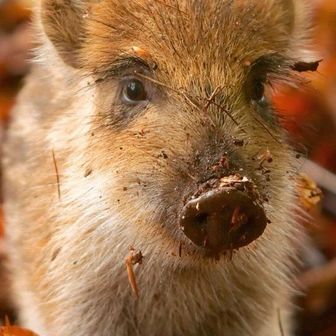 ユーザー    ヨッシー