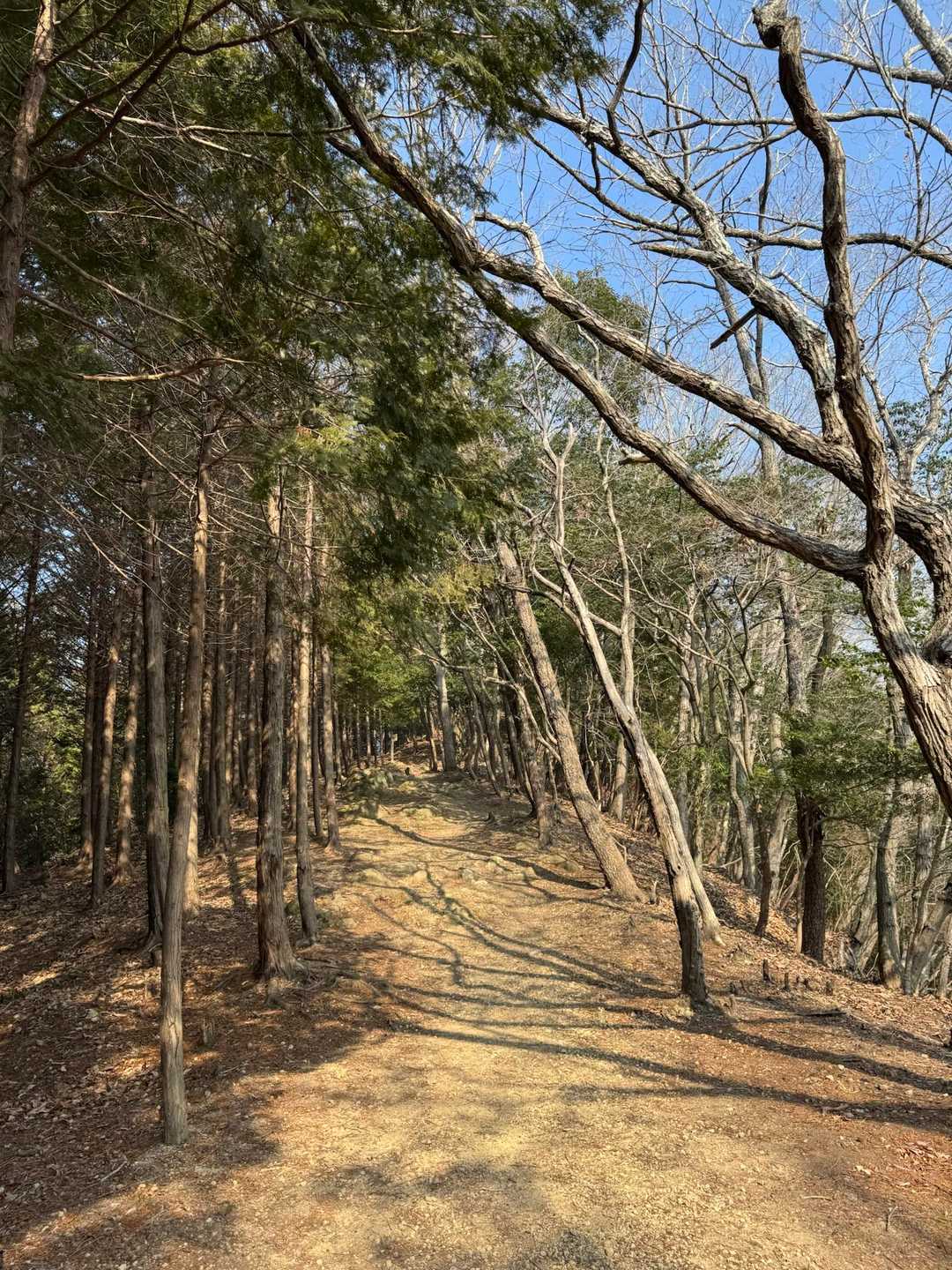 生駒山登山口-馬の蹄跡-生駒山-大鳥山-上郡アルプス登山口 周回コースの写真