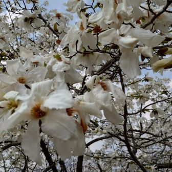 アップ！　花弁が6枚がコブシ、9枚がモクレンらしい