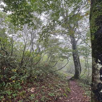 ハナヌキ峰着
山頂はブナ林の中