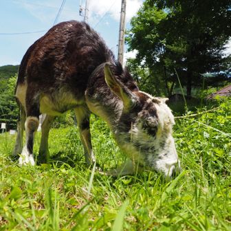 ランチタイムみたいでモシャモシャ