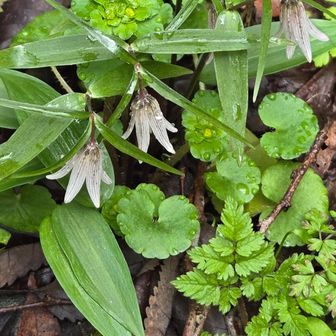 ホソバナコバイモ可愛い💠