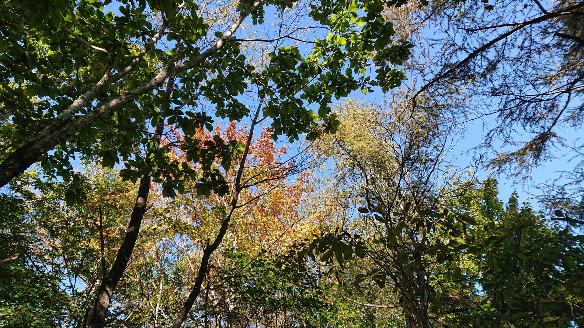🍁紅葉にはまだまだといったところですね。