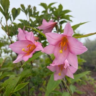 サユリん
トキメキをありがとう✨