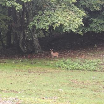 鹿🦌
いっぱい驚かせて申し訳ねえ🙏