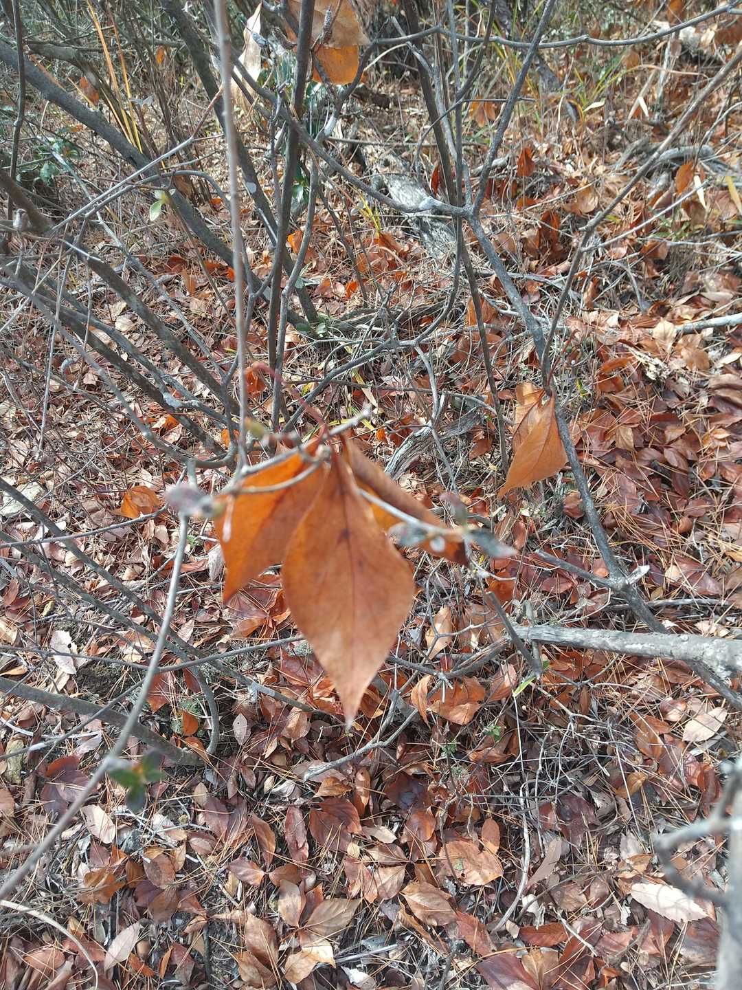 ミツバツツジ🍂