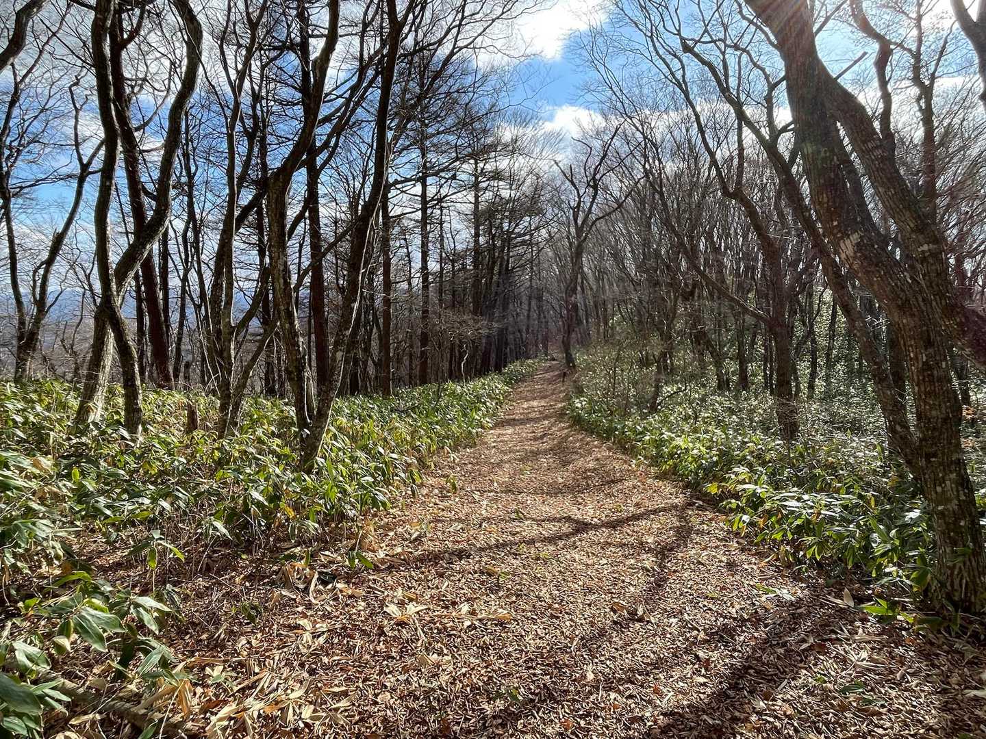 晴れてきた☀️
心地良い道♪