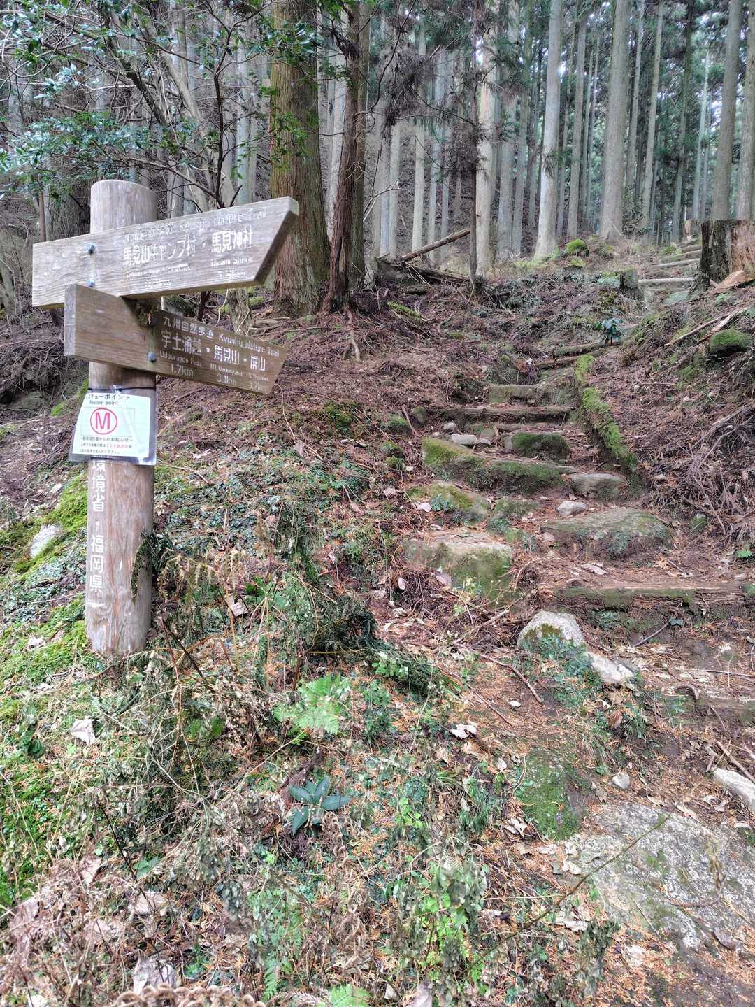スギ林の中を歩きます。
