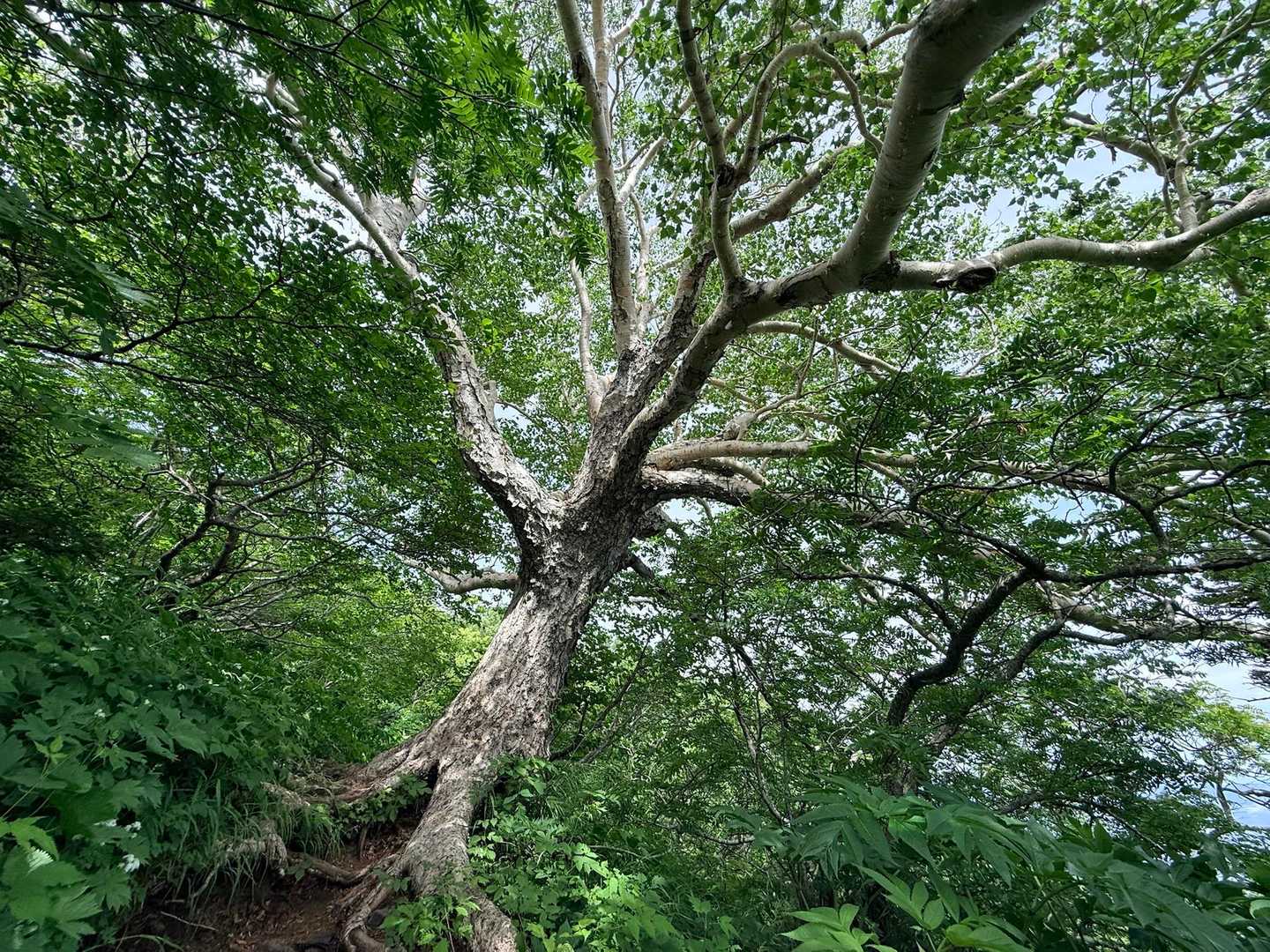 凄い大きな木🌳