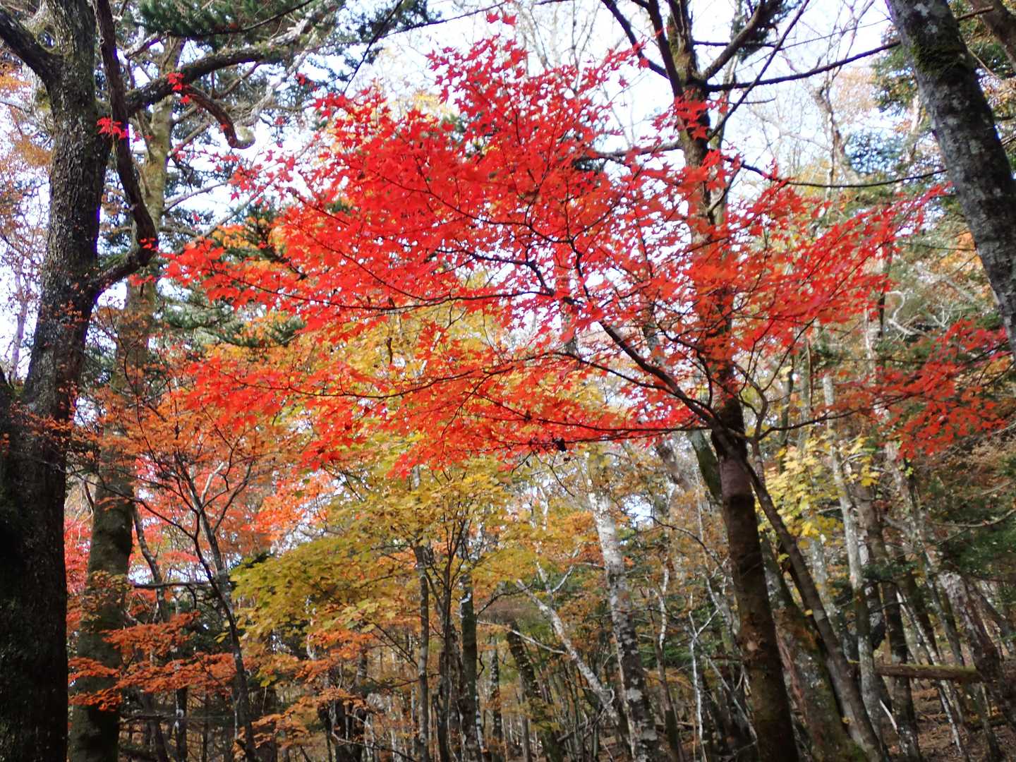 紅葉。
山全体が秋の装いで見ていて飽きません。