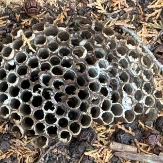 蜂の巣🐝