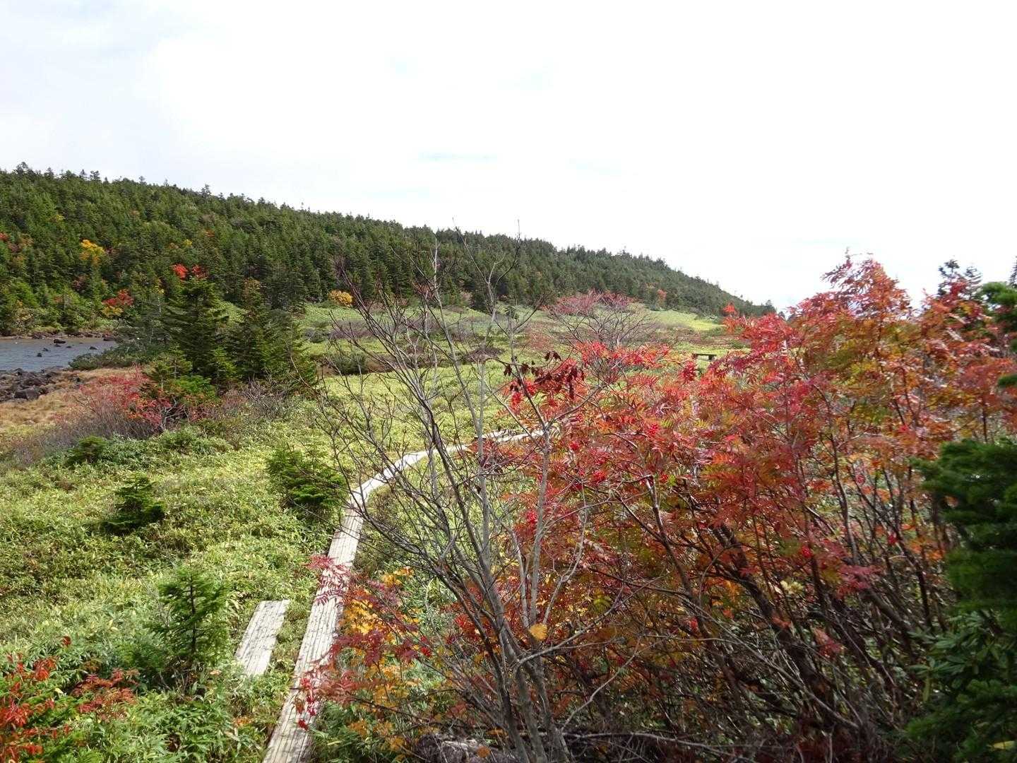 紅葉🍁もいいですね。