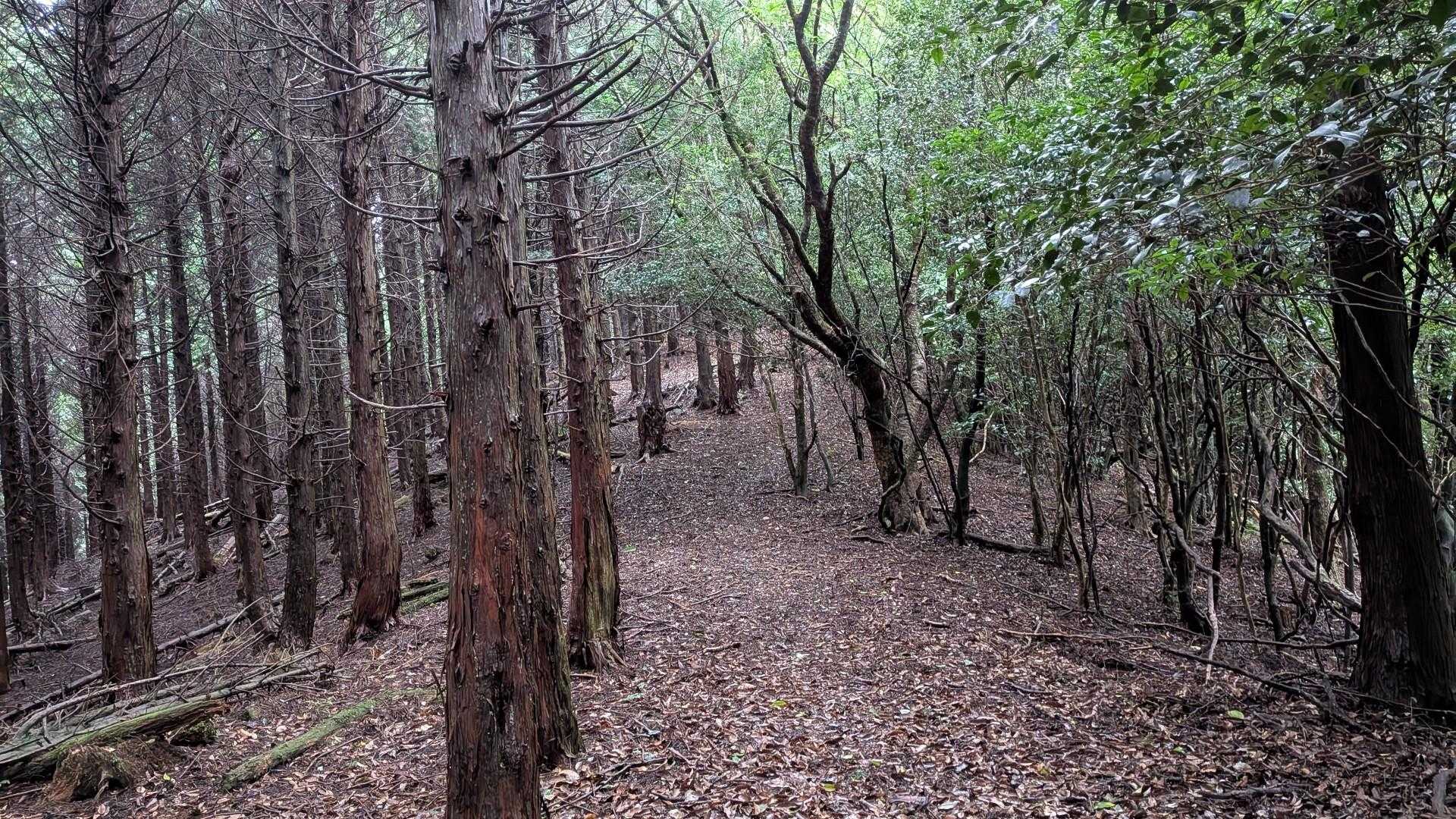 暗い道だなぁ