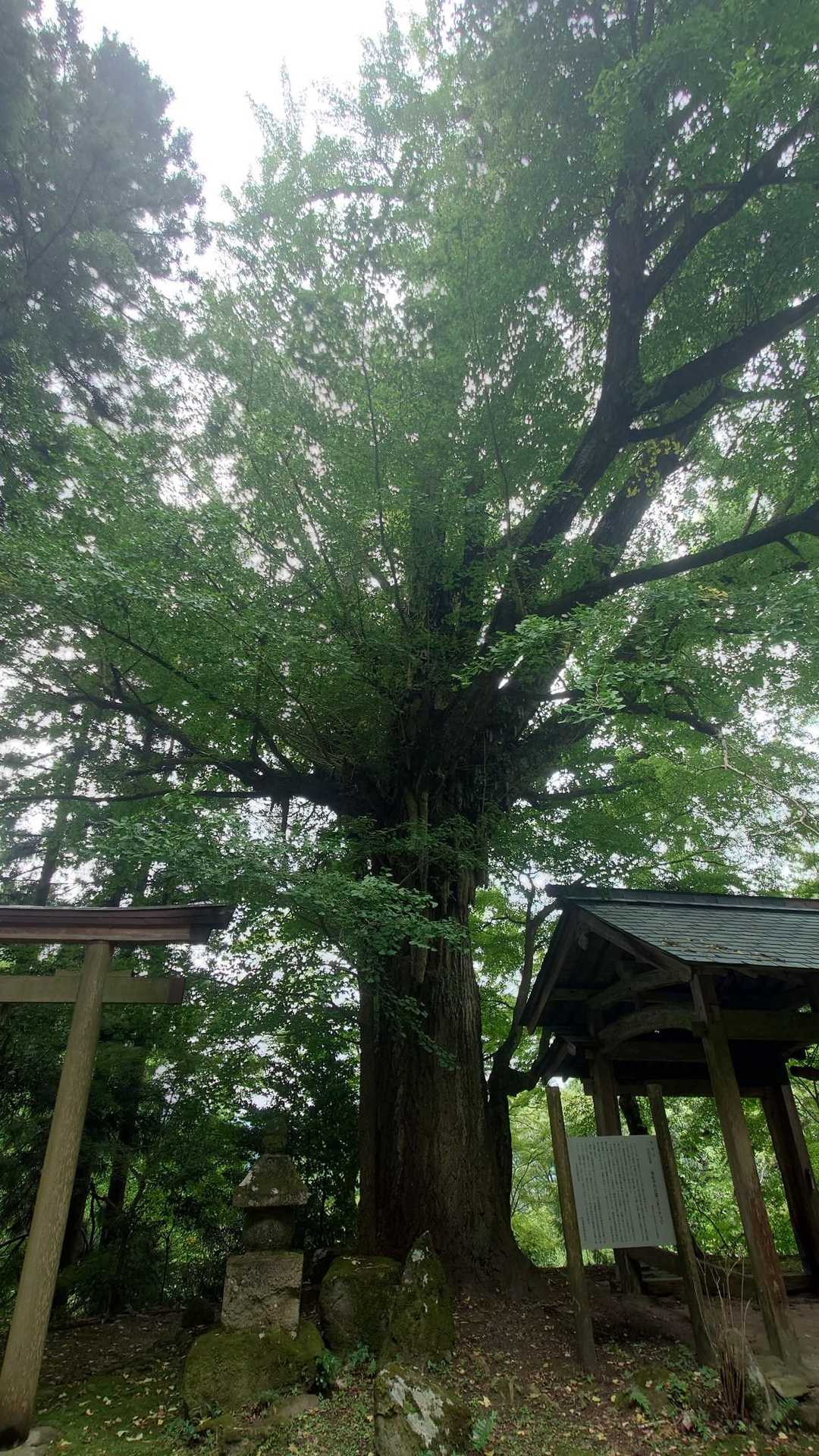 大きなイチョウの木🌲