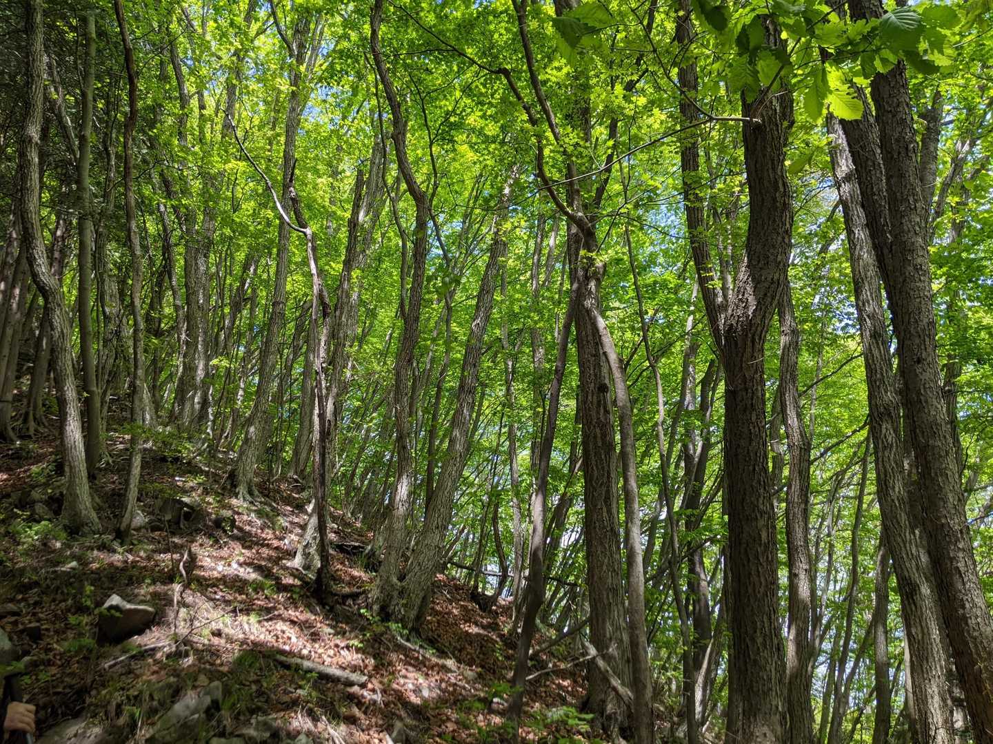 鶏鳴山登り口-鶏鳴山-笹目倉山-鶏鳴山・笹目倉山登り口 周回コースの写真