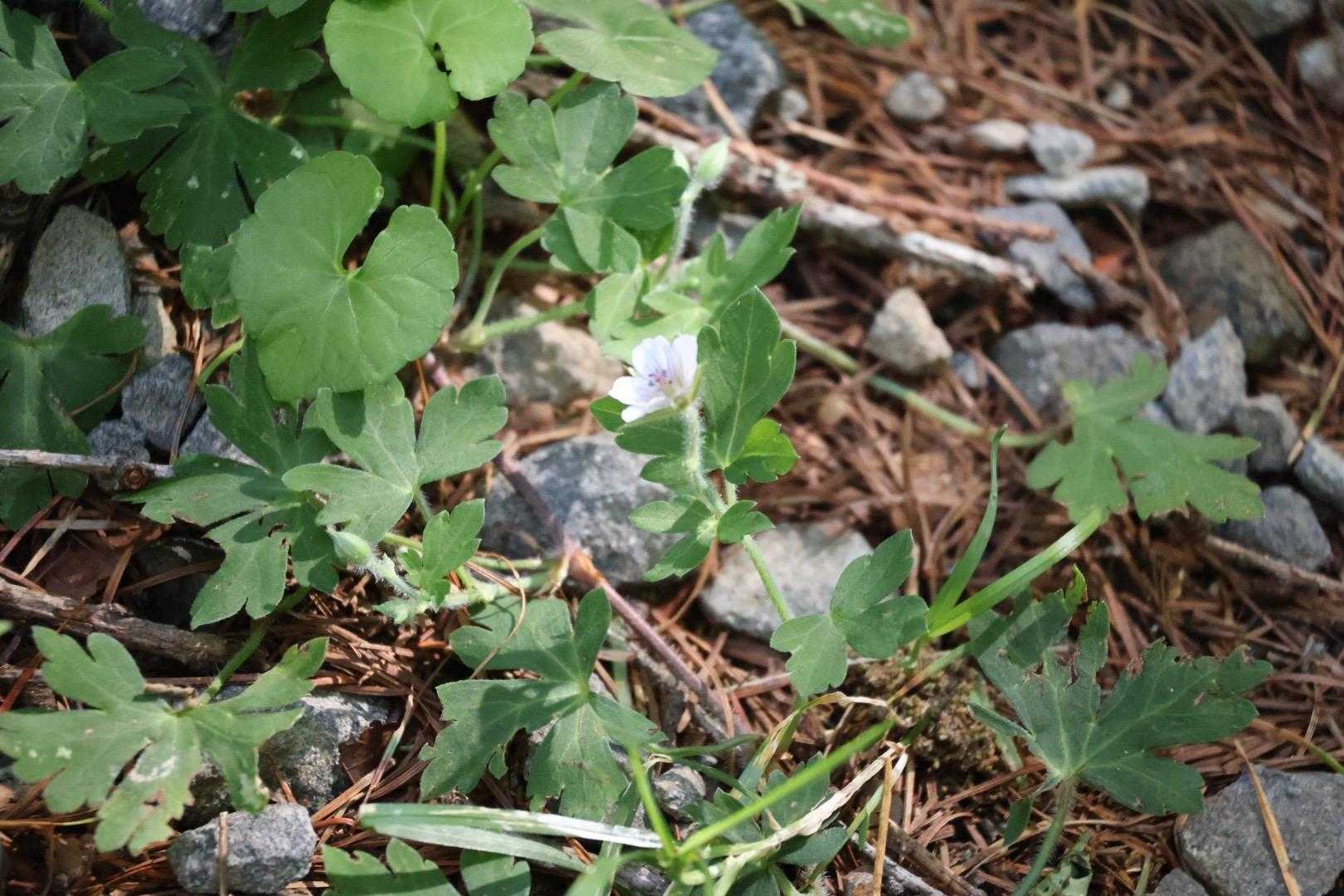 唯一の花