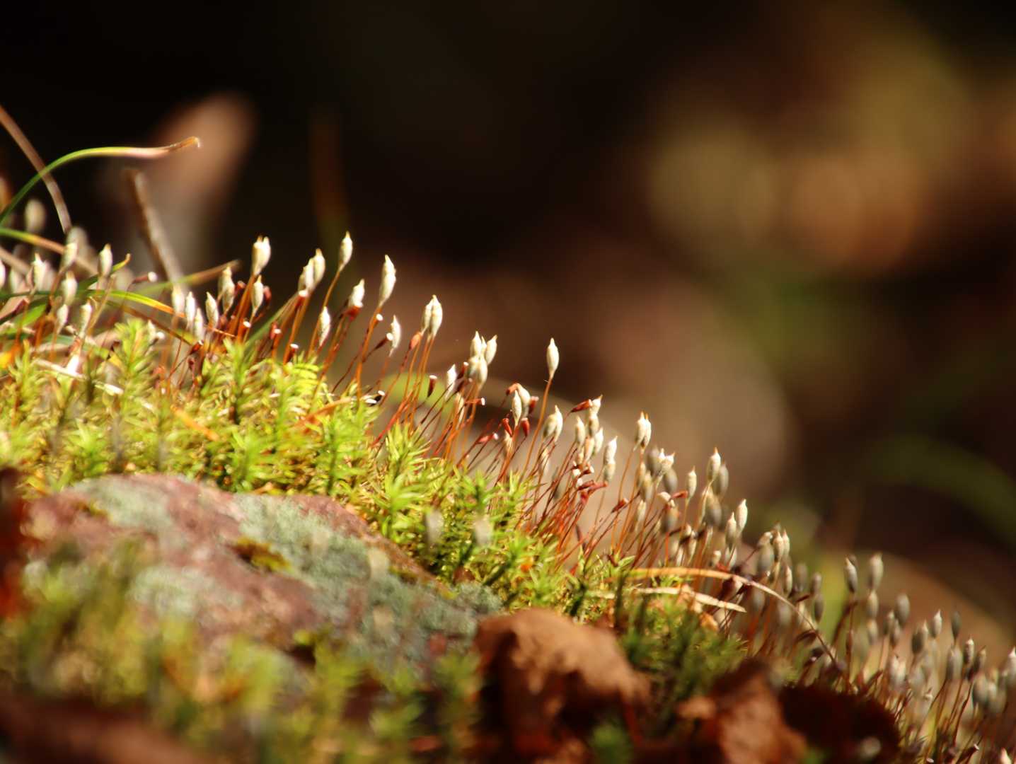 苔は元気