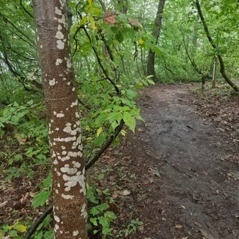 ホオノキ
 傘さして　ゆっくり歩く  雨の中  ☔