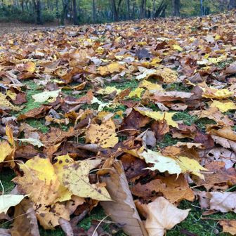 落ち葉🍂の絨毯