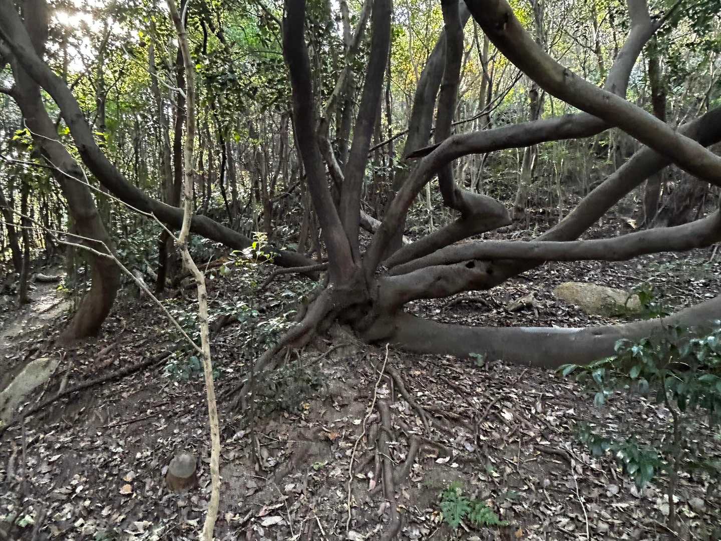 なんかスゴイ木🌲🪾