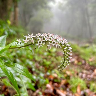 霧とオカトラノオ！
なんだかんだで面白かった。
ありがと山でした⛰️