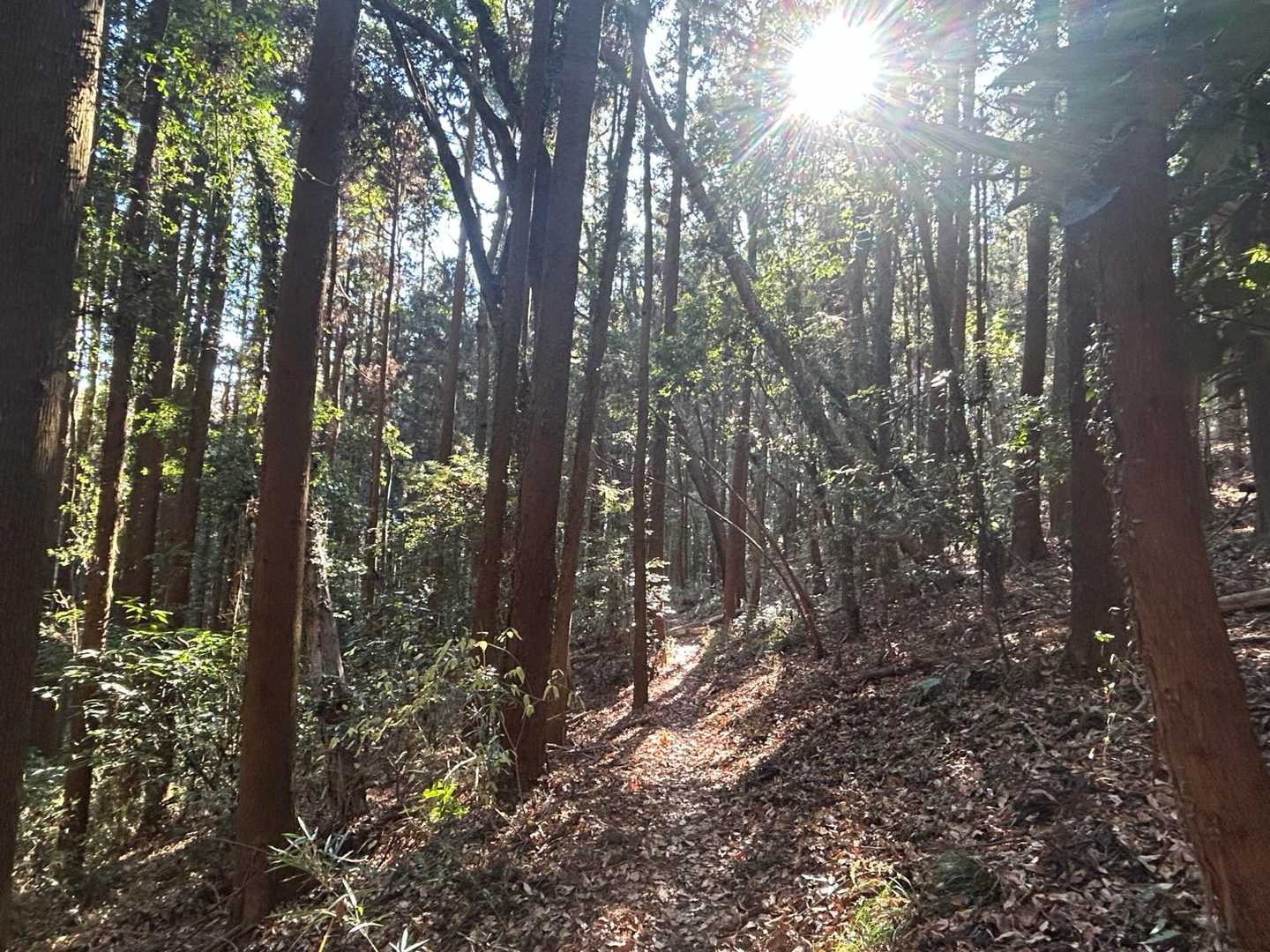 素敵な登山道
