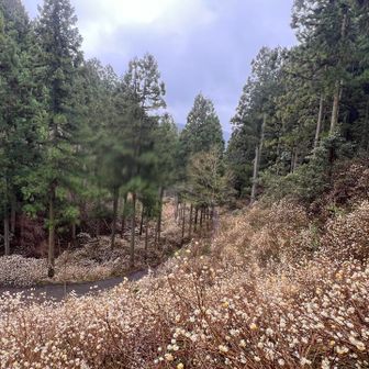 上から見降ろすとこんな感じ。
やっぱり見上げた方がステキ😀