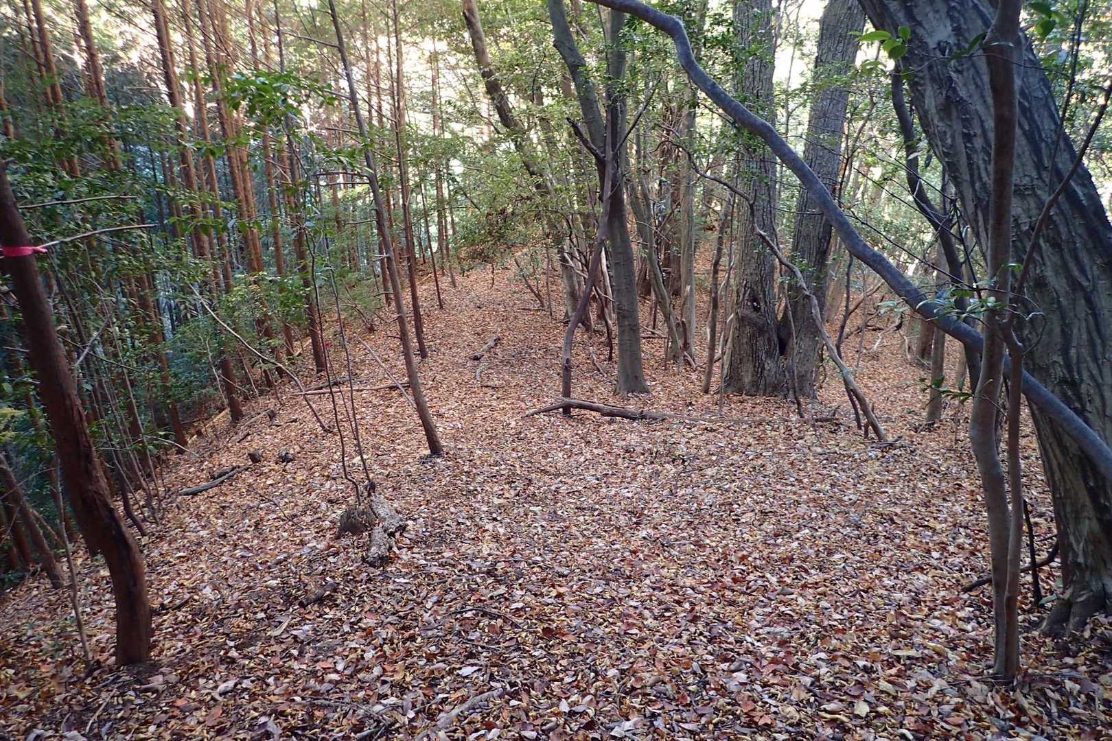 落ち葉🍂の絨毯‼️
できれば、誰か先に歩いてもらえたら嬉しいです☺️