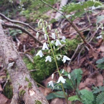 お花