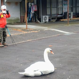 ガー子を撮影📸する🍀クローバーさん

じっとしていると美しいシルエットの白鳥🦢✨