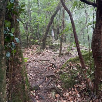 途中で霧が出てきた