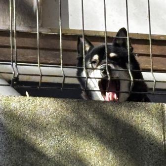 お寺さんの可愛いワンちゃんが出迎えてくれました🎶