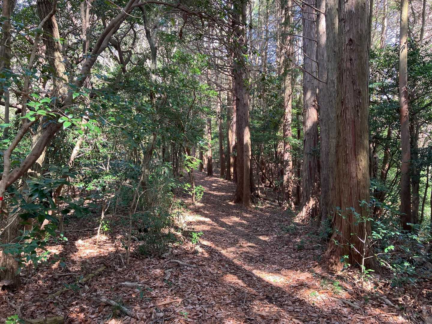 鷹取山 往復コースの写真