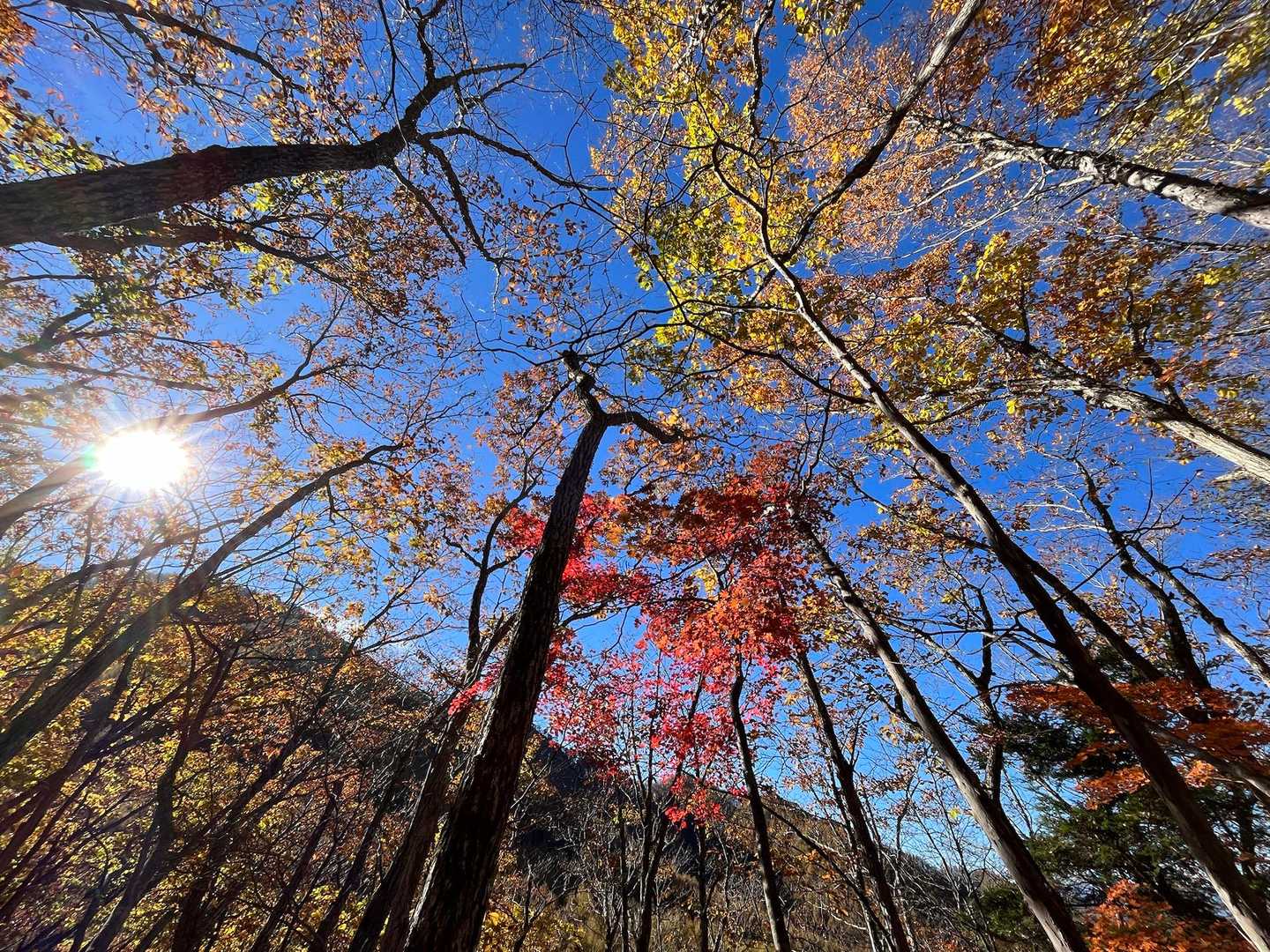 🍁