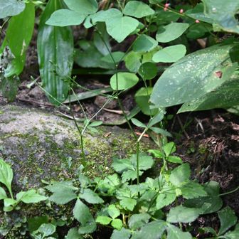 三つ葉の花が、咲きそう