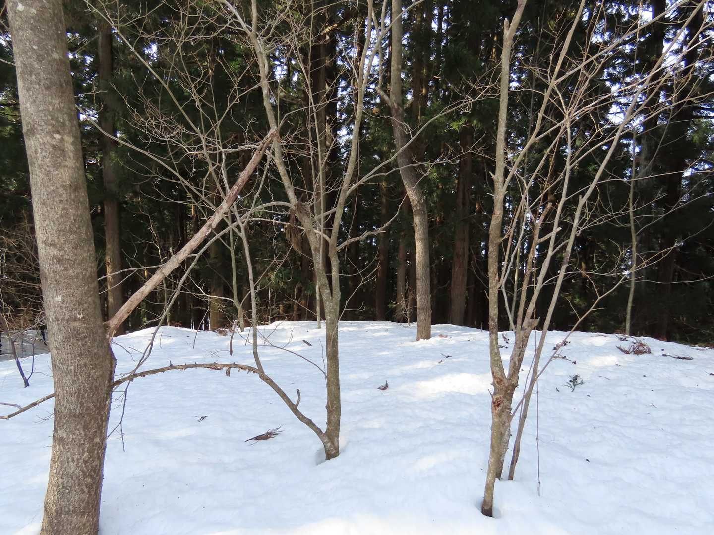 着いたー、祝、石坂山登頂！ここも何も無し。長岡方面、展望悪っ。千足山からここまでは幅の広い尾根で安心だった。さあ、あとは帰るだけだ！